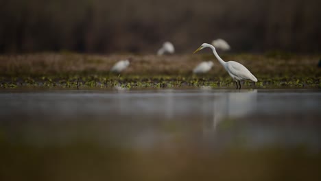 Great-Egret-Fishing-in-Wetland-area
