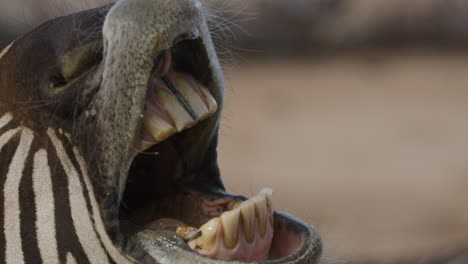 Close-up-zebra-teeth-in-animal-mouth