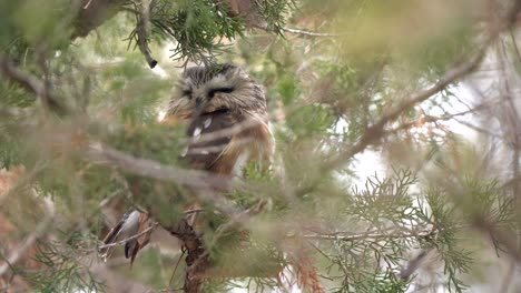 A-northern-saw-whet-owl-resting-in-a-pine-tree