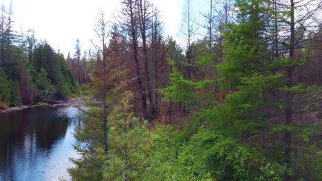 Vegetation-area-under-recovery-after-large-fire-in-Toronto,-Canada