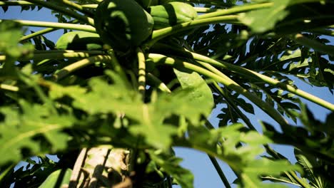 Nice-shot-of-green-healthy-papaya's-on-trees-with-very-big-leaves-hanging-down-from-the-tree