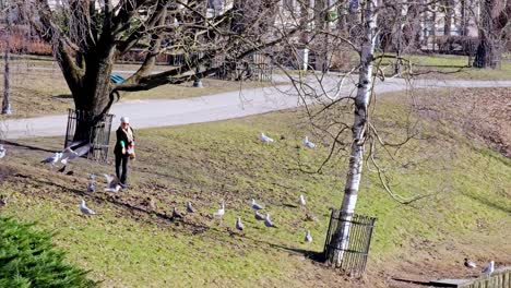 Una-Mujer-Se-Alimenta-En-Un-Parque-Con-Pájaros,-Un-Grupo-De-Gaviotas