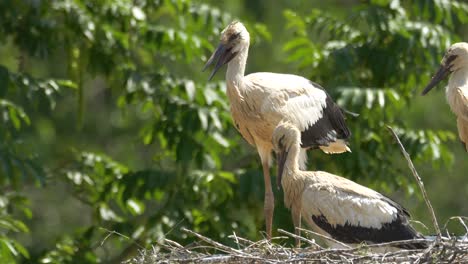 Storchenfamilie-Im-Nest-An-Sonnigen-Tagen-Im-Wald