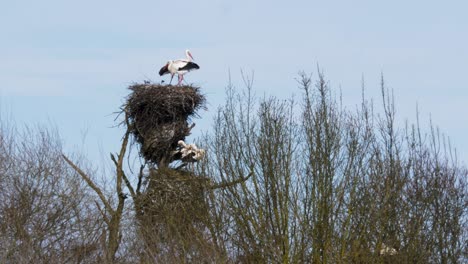 Closeup-of-white-storks-standing-watch-in-tall-raised-nests-as-wind-blows-reed-like-trees