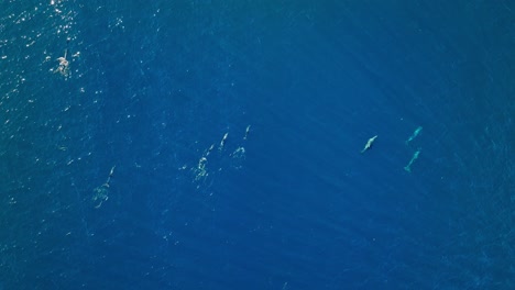 High-top-down-aerial-view-of-dolphins-swimming-in-azure-Caribbean-ocean