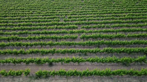 Many-organized-rows-of-green-crops-in-fields-of-grapevines-at-Provence-Vineyards-in-France