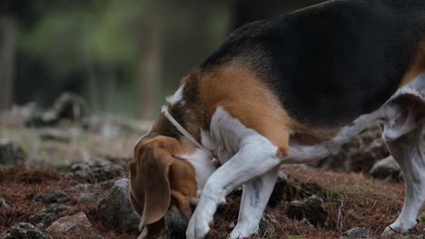 Close-up-shot-of-a-pet-beagle-dog-playing-with-a-stone-while-on-a-trip-to-the-forest-at-daytime