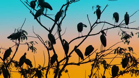 Group-of-Stork-Birds-Perched-on-Branches-At-Dusk-Against-Teal-and-Orange-Sky