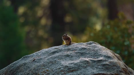 Chipmunk-on-a-rock-eating-and-moving