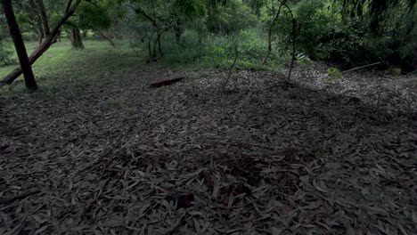 Forest-Dry-and-scattered-leaves