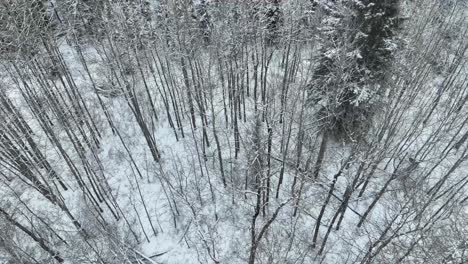 Drone-flying-slowly-over-a-wintery-forest