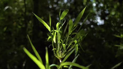 Close-up-film-shot-of-a-lush-jungle-environment-in-Puichig,-Machachi-parish,-Ecuador