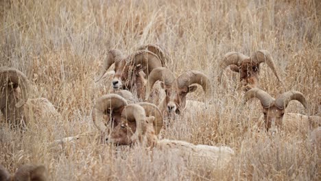 Group-of-bighorn-sheep-camouflaged-in-tall,-golden-grass-at-Garden-of-the-Gods