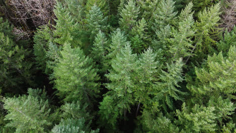 Noroeste-Pacífico-Movimiento-Lento-Vista-De-Pájaro-De-Las-Copas-De-Los-árboles-Del-Bosque-Siempre-Verde-En-El-Estado-De-Washington