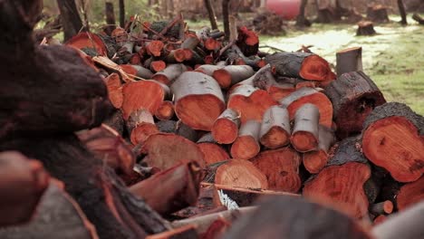 A-pile-of-wood-cuttings-outdoors-in-a-forest-area