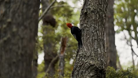 Pájaro-Carpintero-Magallánico-Trepando-Al-Tronco-De-Un-árbol-En-El-Bosque-En-Tierra-De-Fuego,-Argentina
