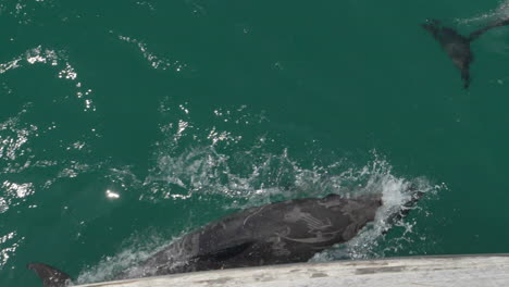 Pod-of-Dolphins-Swim-Beneath-Boat-in-Slow-Motion---Kaikoura,-New-Zealand