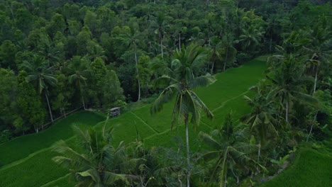 A-lush-green-tropical-landscape-featuring-rice-terraces-surrounded-by-dense-forest-and-palm-trees