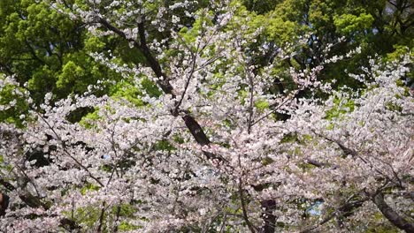 Flor,-Flor-De-Cerezo,-Ciudad-De-Tokio-En-Japón