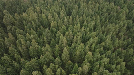 Aerial-of-a-fir-tree-forest