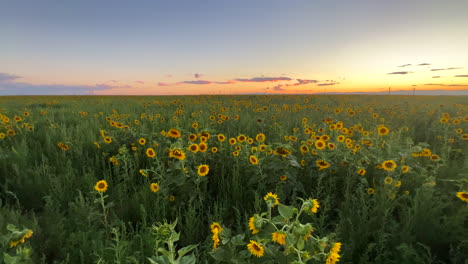 Sunset-sunflower-field-farm-Rocky-Mountain-front-range-plains-horizon-clouds-early-orange-evening-picturesque-Denver-International-airport-North-American-USA-Colorado-Kansas-Nebraska-slow-pan-right