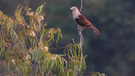 Halcón-Chimachima,-Una-De-Las-Muchas-Maravillas-De-Las-Aves-Rapaces-En-La-Vega,-Colombia