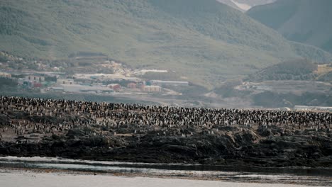 -A-Large-Flock-Of-Cormorant-Sea-Birds-Island---Beagle-Channel,-Ushuaia,-Argentina