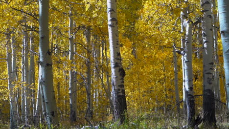 Goldene-Gelbe-Espe-Nationalwald-Hain-Wildnis-Herbst-Sonnig-Wind-Blätter-Fallen-Telluride-Crested-Butte-Vail-Kebler-Pass-Ashcroft-Snowmass-Colorado-Schatten-Drohne-Gleiten-Langsam-Nach-Links