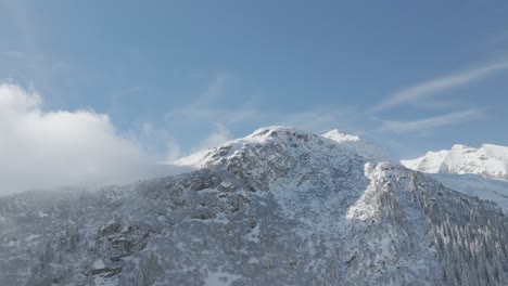 Mountain-pine-trees-shrouded-in-fog-and-frost