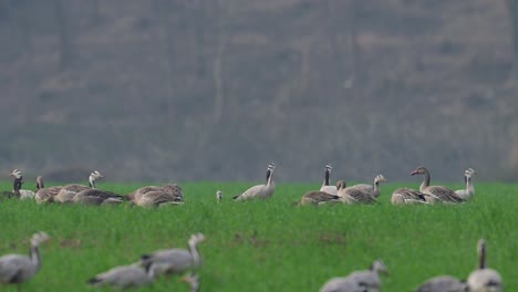 Herde-Von-Streifengänsen-Und-Graugänsen-Im-Weizenfeld