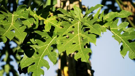 Green-papaya-trees-leaves-moving-from-wind-healthy-green-leaves-blue-skies-vegan-vegetarian