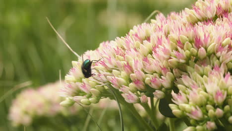 Volar-Buscando-Néctar-En-Flores-De-Cultivo-De-Piedra-En-Un-Día-Soleado-En-Verano-En-El-Jardín-Del-Parque