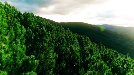 Green-Tree-Tops-Forest-Drone-Shot