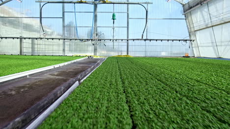 Dolly-forward-over-rows-of-lush-green-basil-plants-in-large-greenhouse