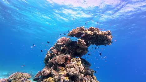 Vista-Submarina-De-Un-Coral-único-En-El-Agua-Cálida-De-Egipto.