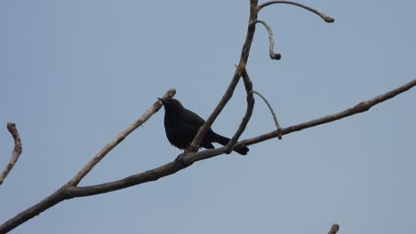 Pájaro-Petirrojo-Negro-En-El-árbol-