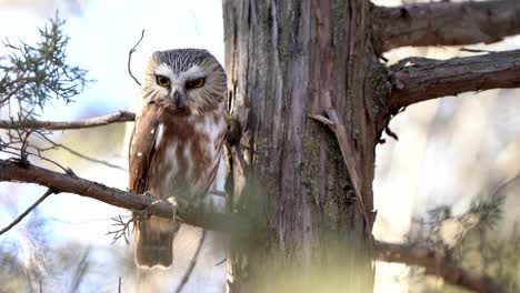 A-northern-saw-whet-owl-looks-around,-blinking-its-large,-yellow-eyes