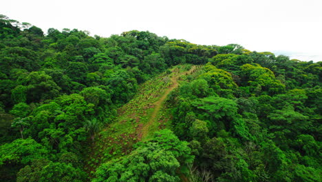 Hacia-Delante-Vuela-Sobre-Una-Exuberante-Vegetación-Verde-En-La-Naturaleza-Salvaje