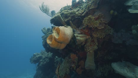 Cozumel.Reef-and-reef.-Mexico.-Underwater-video