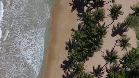 Waves-lap-onto-sandy-beach-lined-with-palms-on-Caribbean-island,-overhead-aerial