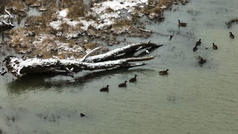 Ducks-Swimming-In-Swamp-Near-Lake-Sequoyah-In-Arkansas,-USA