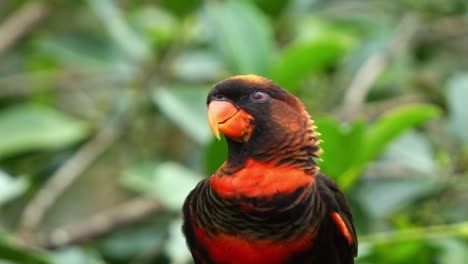 Close-up-shot-of-a-happy-and-chatty-dusky-lory,-pseudeos-fuscata-perched-on-tree-branch,-flapping-its-wings-and-calling-amidst-in-the-forest-environment,-spread-its-wings-and-fly-away