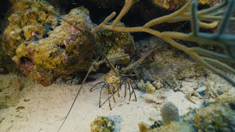 Arrecife-De-Cozumel-Y-Langosta.-México.-Vida-Submarina