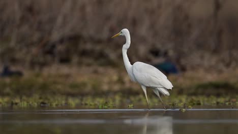 The-Great-Egret-Fishing-in-Lake