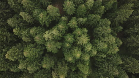 Aerial-of-a-fir-tree-forest