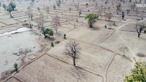 Dry-season-dead-tree-on-barren-smog-filled-arid-rice-paddy,-north-Asia-desolate-landscape