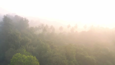 AERIAL-DRONE-VIEW-drone-camera-moving-upwards-showing-lots-of-lush-trees-and-coconut-trees-and-lots-of-fields