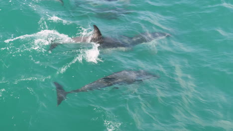 4K-footage-of-a-pod-of-dolphins-swimming-in-Kaikoura,-New-Zealand