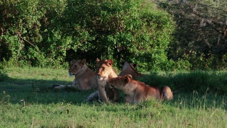 Lioness-Lying-On-And-Playing-On-The-Grassy-Field-In-Maasai-Mara,-Kenya