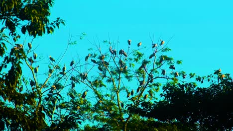 Bemalte-Störche-Vögel-In-Ästen-Im-Wald,-Indien